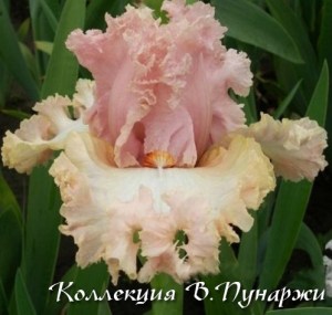 сокровище императора